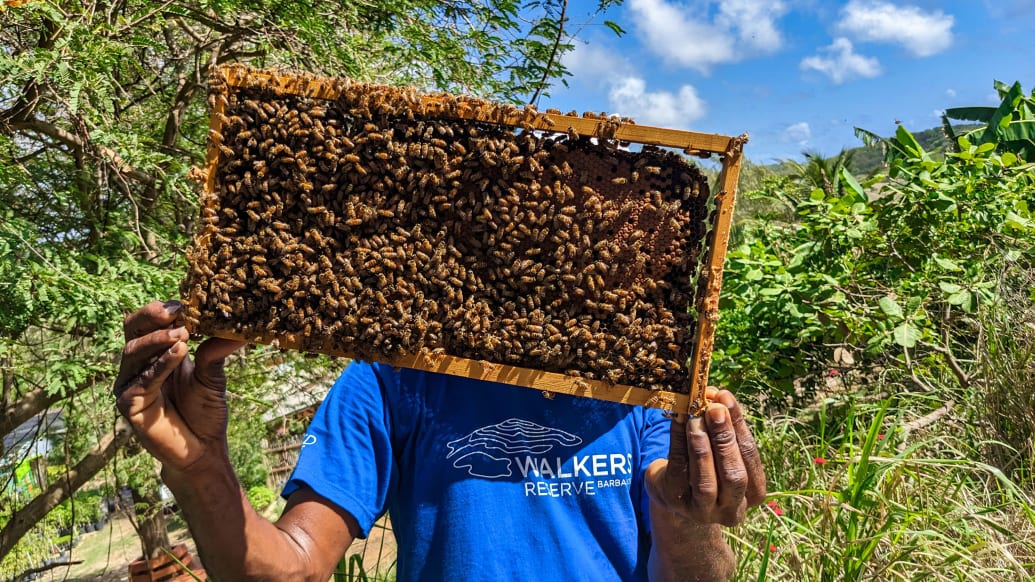 A picture of a man holding a tray of bees 