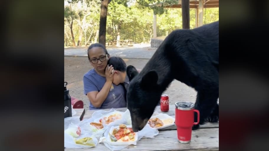 A mother shields her son as a black bear devours his birthday meal.