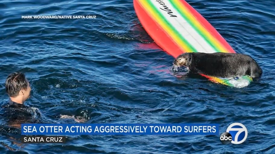 Otter 841 is being sought by California wildlife officials after stealing surfers’ boards in Santa Cruz.