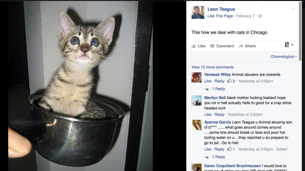 What Happens When Cat Abuse Goes Viral?