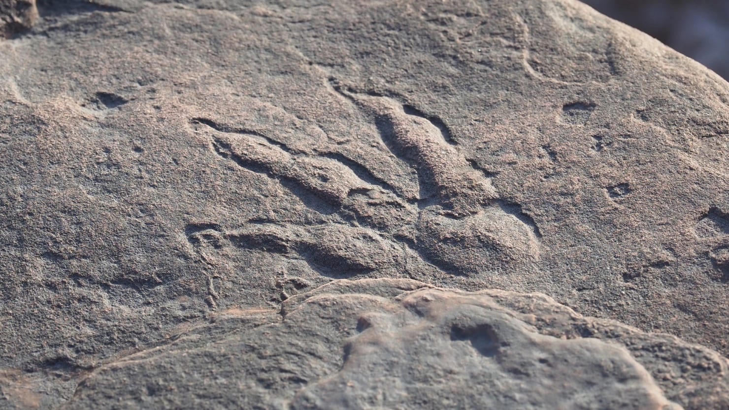 4-year-old child discovers 220 million-year-old dinosaur footprint in Wales