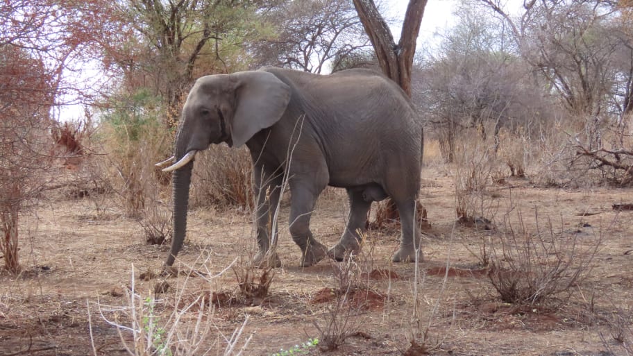 An African elephant in Zambia. An American tourist was reportedly killed by an elephant on a game drive in Kafue National Park.