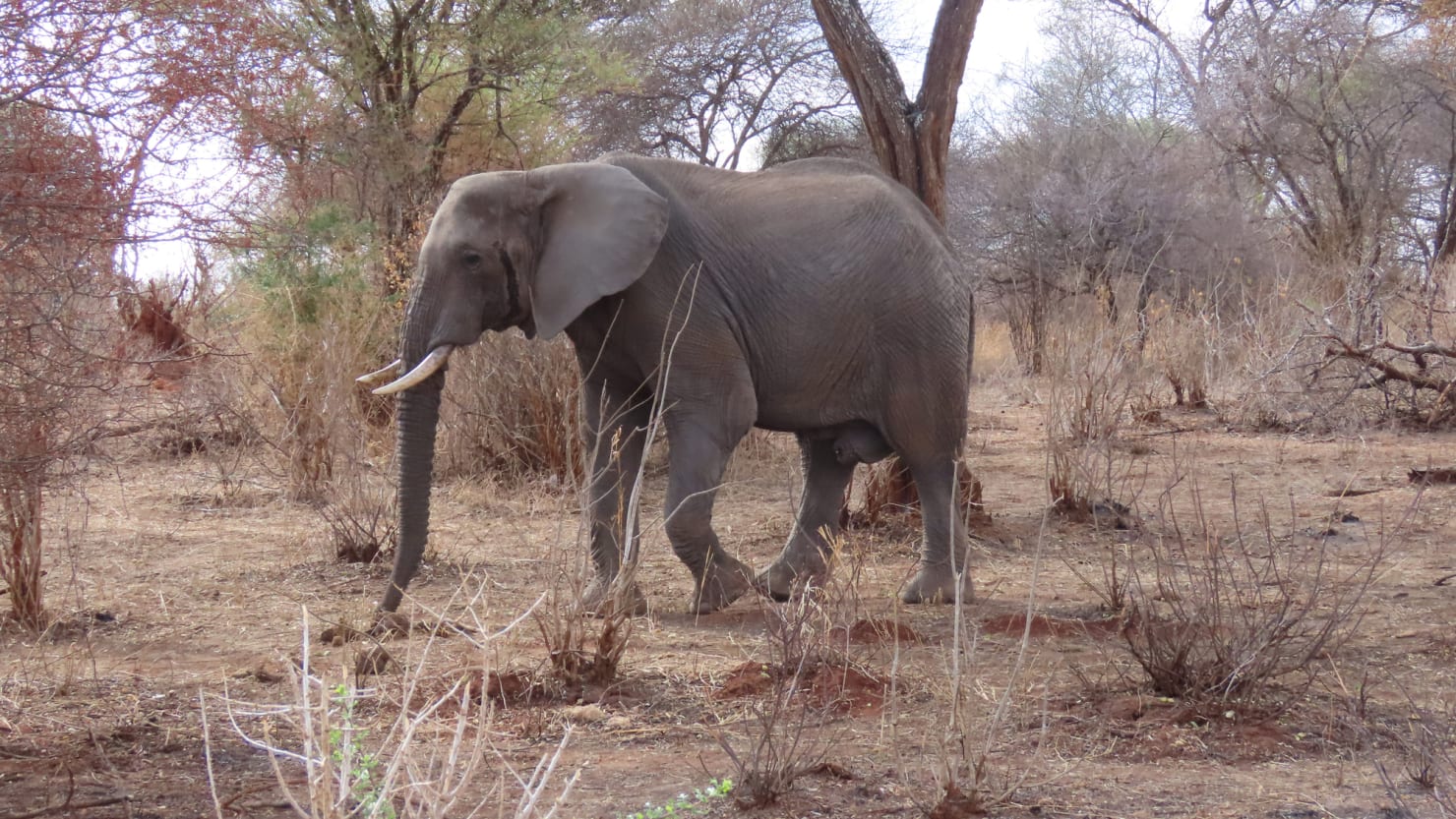 American Tourist, 80, Killed in Elephant Attack in Zambia