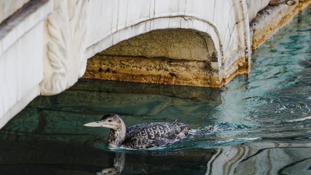 The unusual sighting of a yellow-billed loon, a migratory bird that normally makes its home in the Arctic and along the Pacific, in Lake Bellagio on the Strip in Las Vegas on Tuesday, March 5, 2024.
