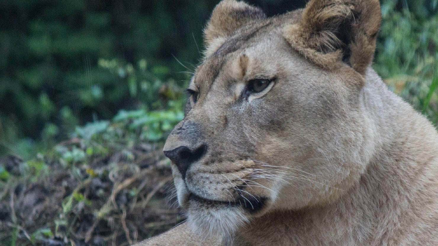 La lionne Akili du zoo de Birmingham tuée par le nouveau lion Josh