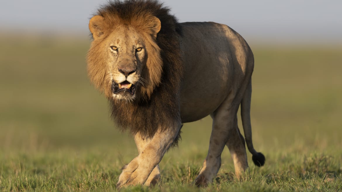 Fatal Lion Attack on University Zookeeper Blamed on ‘Human Error’