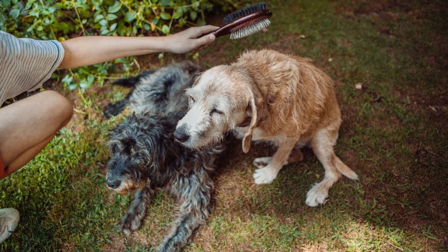 Stock image of old dogs being groomed. 