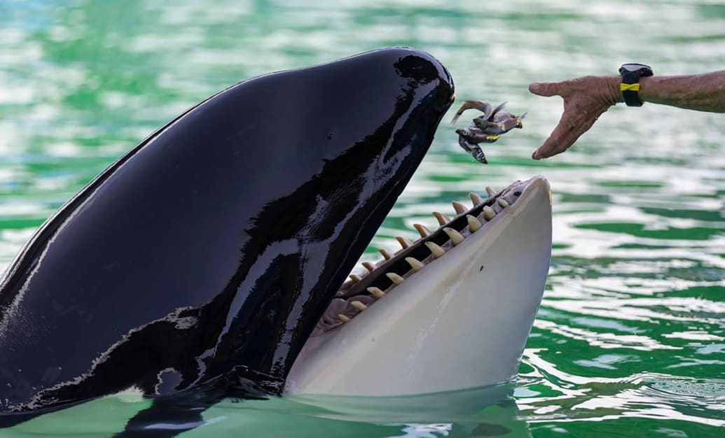 Trainer Marcia Henton feeds Lolita the orca, also known as Tokitae and Toki/