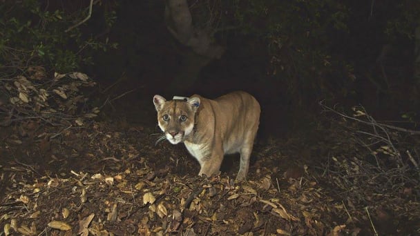 A mountain lion designated 'P22' is seen in the Santa Monica Mountains National Recreation Area in this 2014 trail camera image from the National Park Service.