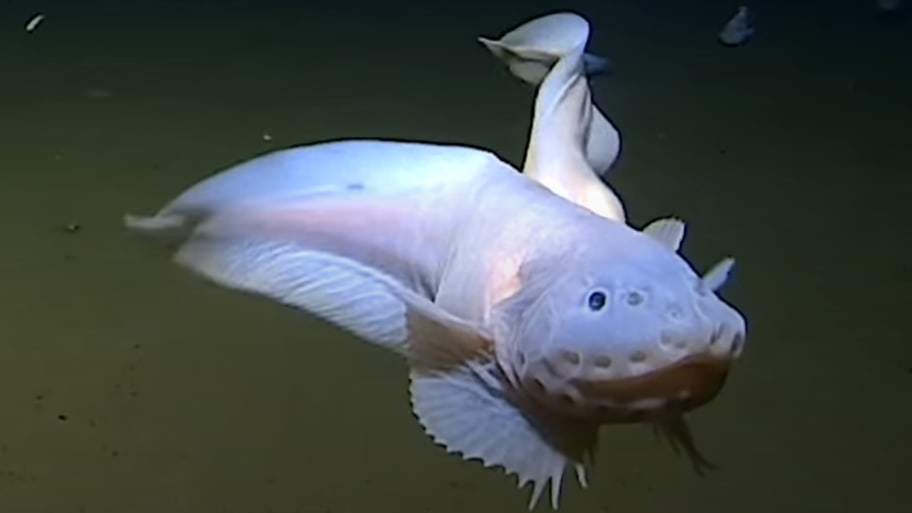 Fishnight Sex - Scientists Find Weird Fish at Deepest Depth Ever Recorded