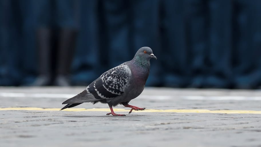 A pigeon walks in front of Russian military band servicemen during a rehearsal for the Victory Day parade at Red Square in Moscow, Russia, May 6, 2018.
