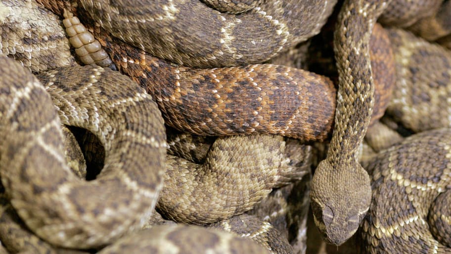 A pile of rattlesnakes