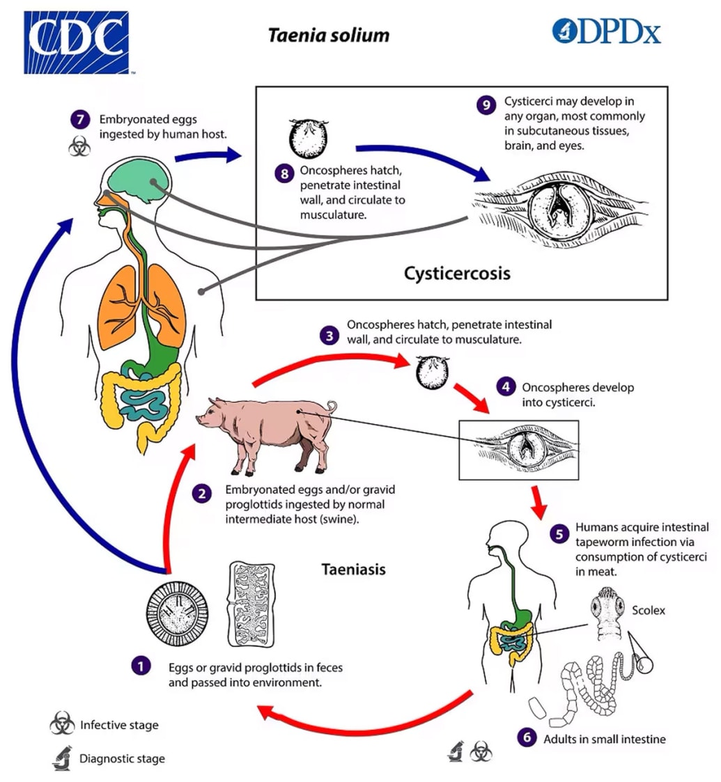 This illustration depicts the life cycle of Taenia spp. 