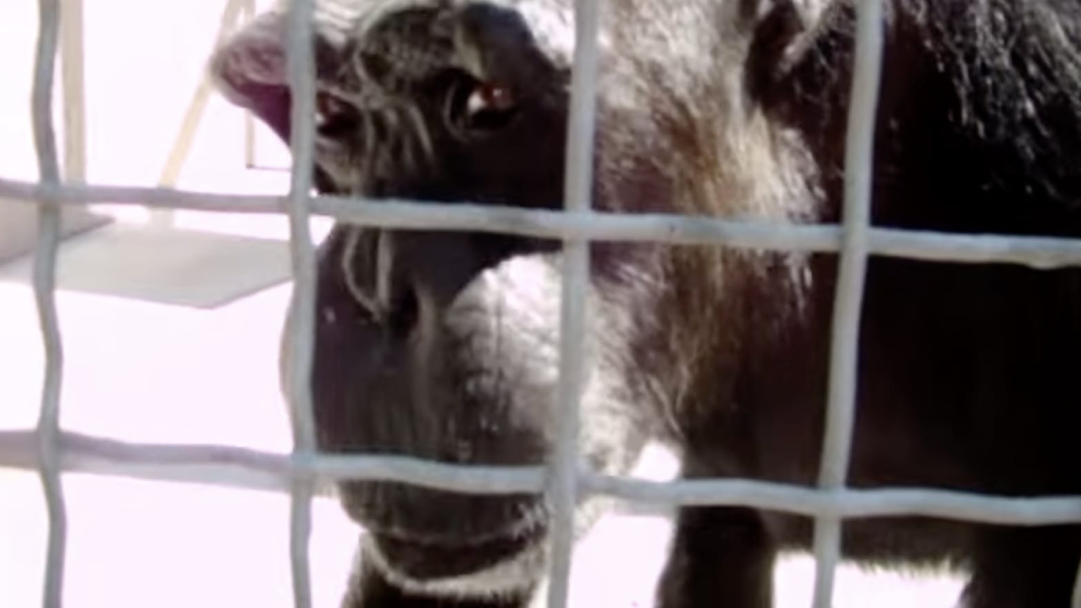 A chimp behind a cage