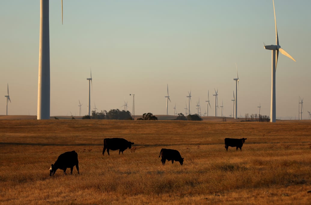 Cows graze on a parcel of land with wind turbines near Rio Vista, California.