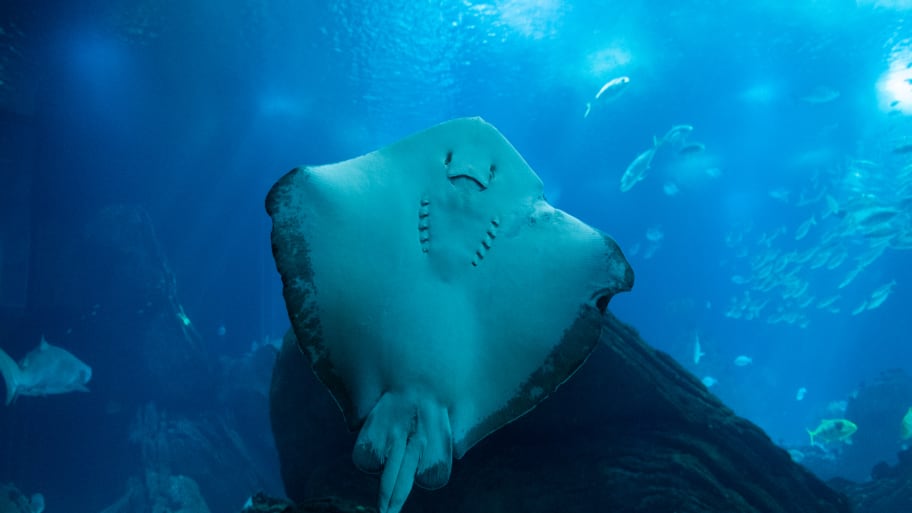 A stingray in North Carolina, not pictured, is expecting pups any day.  However, the aquarium has no male stingrays.  