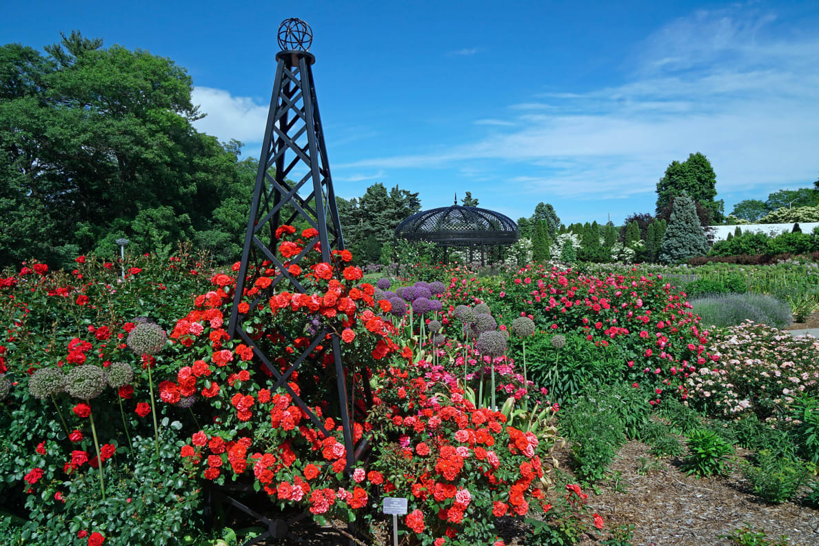 The rose garden at the Royal Botanical Gardens in Hamilton, Ontario, Canada.