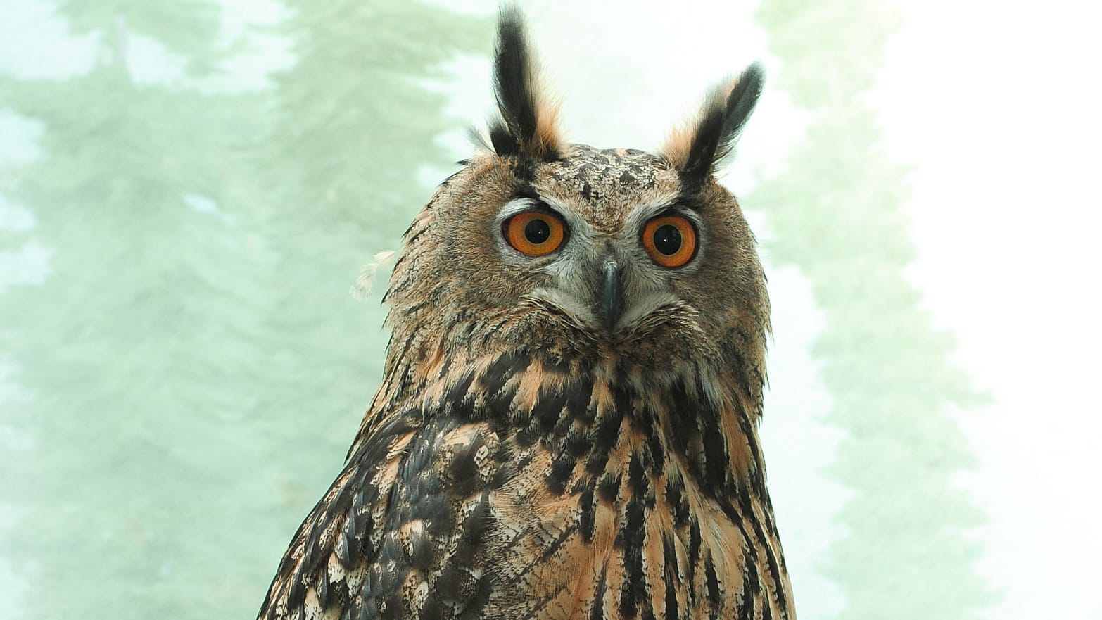 Flaco the Eurasian Eagle Owl