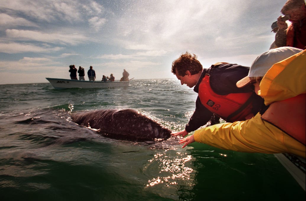 Robert Kennedy Jr. se acerca y acaricia una ballena como parte de una sesión informativa ambiental y de avistamiento de ballenas en la Laguna San Ignacio, México.