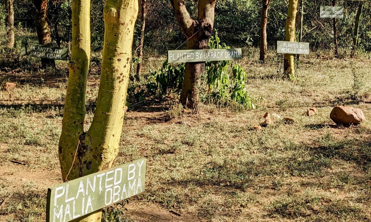 A photograph of the Obama Forest with signs in front of the trees planted by the Obamas at Basecamp Masai Mara.