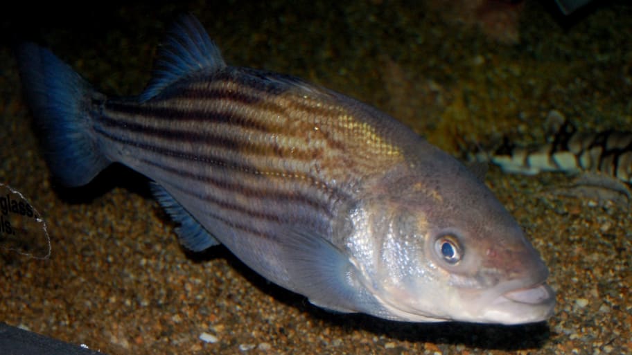 Striped bass (Morone saxatilis) at the New England Aquarium, Boston.