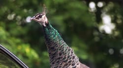 Vicious' peacock bites onlooker after escaping Bronx Zoo