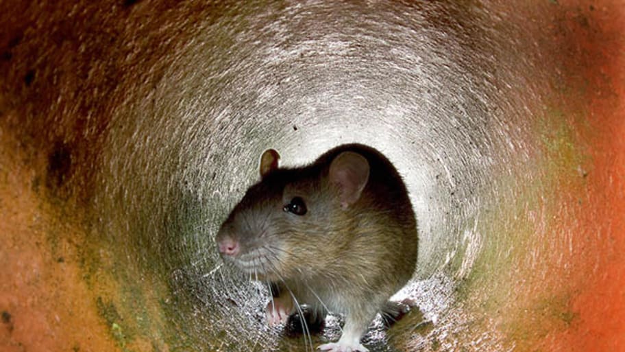 This undated photo shows a rat in the a pipe in London. 