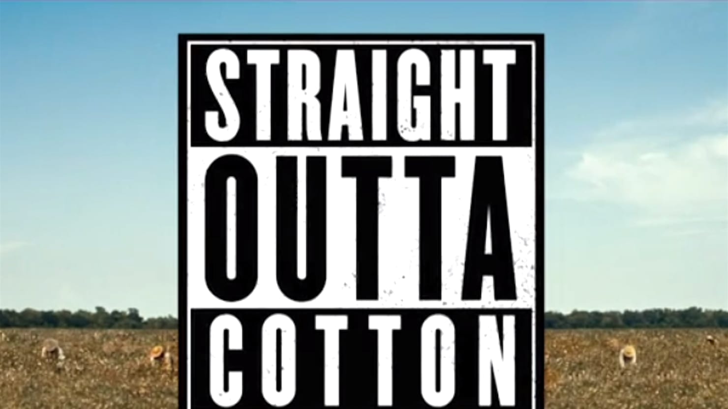 Daily Show Edits Straight Outta Compton into Straight Outta Cotton to  Be More Oscar-Friendly