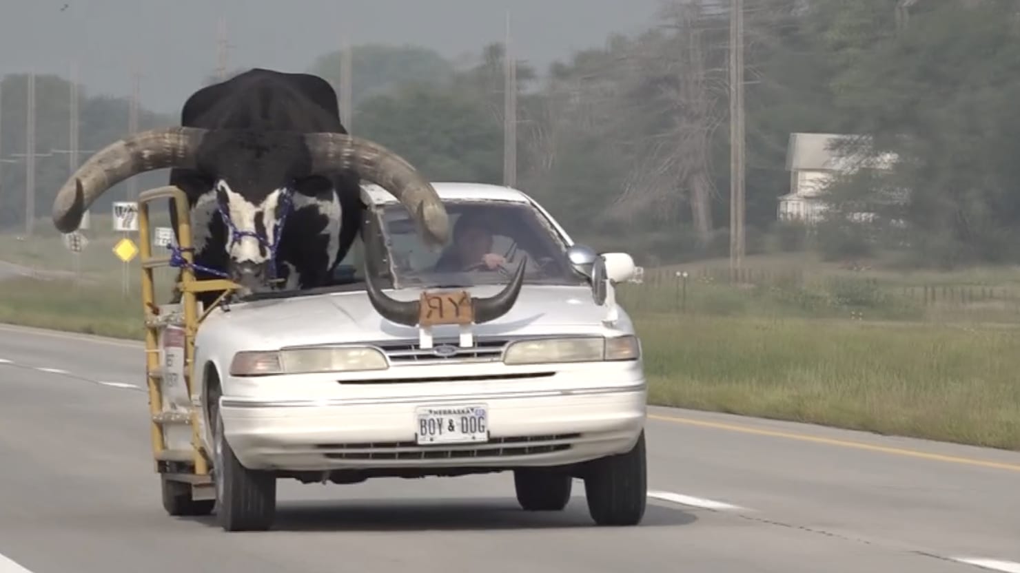 Man Pulled Over With Giant Live Bull Riding Shotgun pic