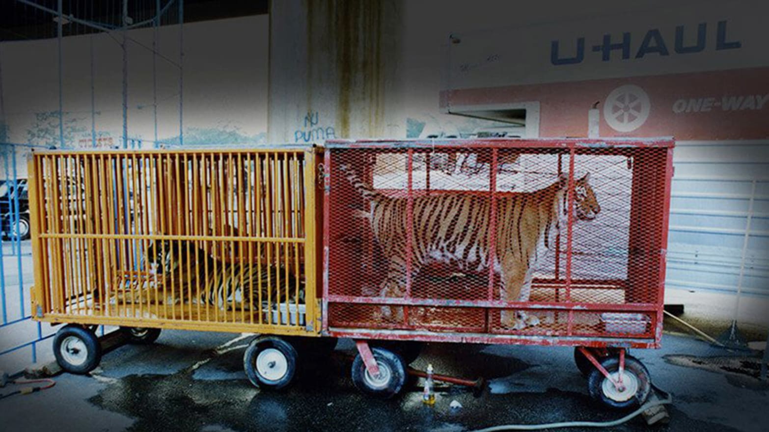 PETA: Ringling Bros. Circus Abuses Tigers