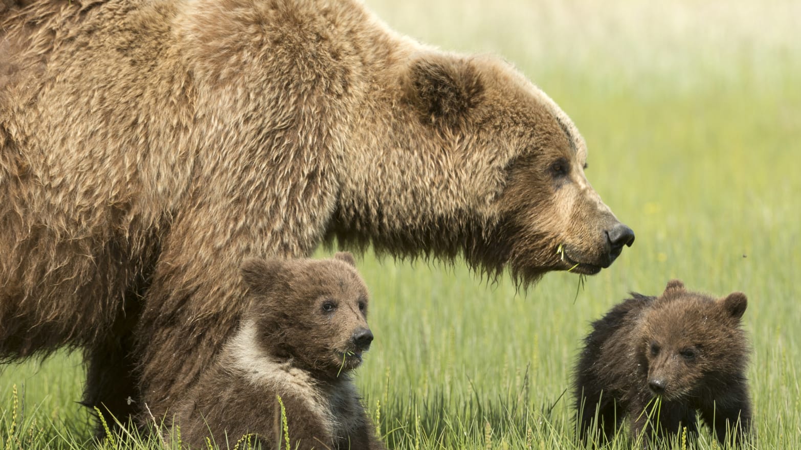 Grizzly bears are expanding their roaming grounds meaning they need more  protection, new study says