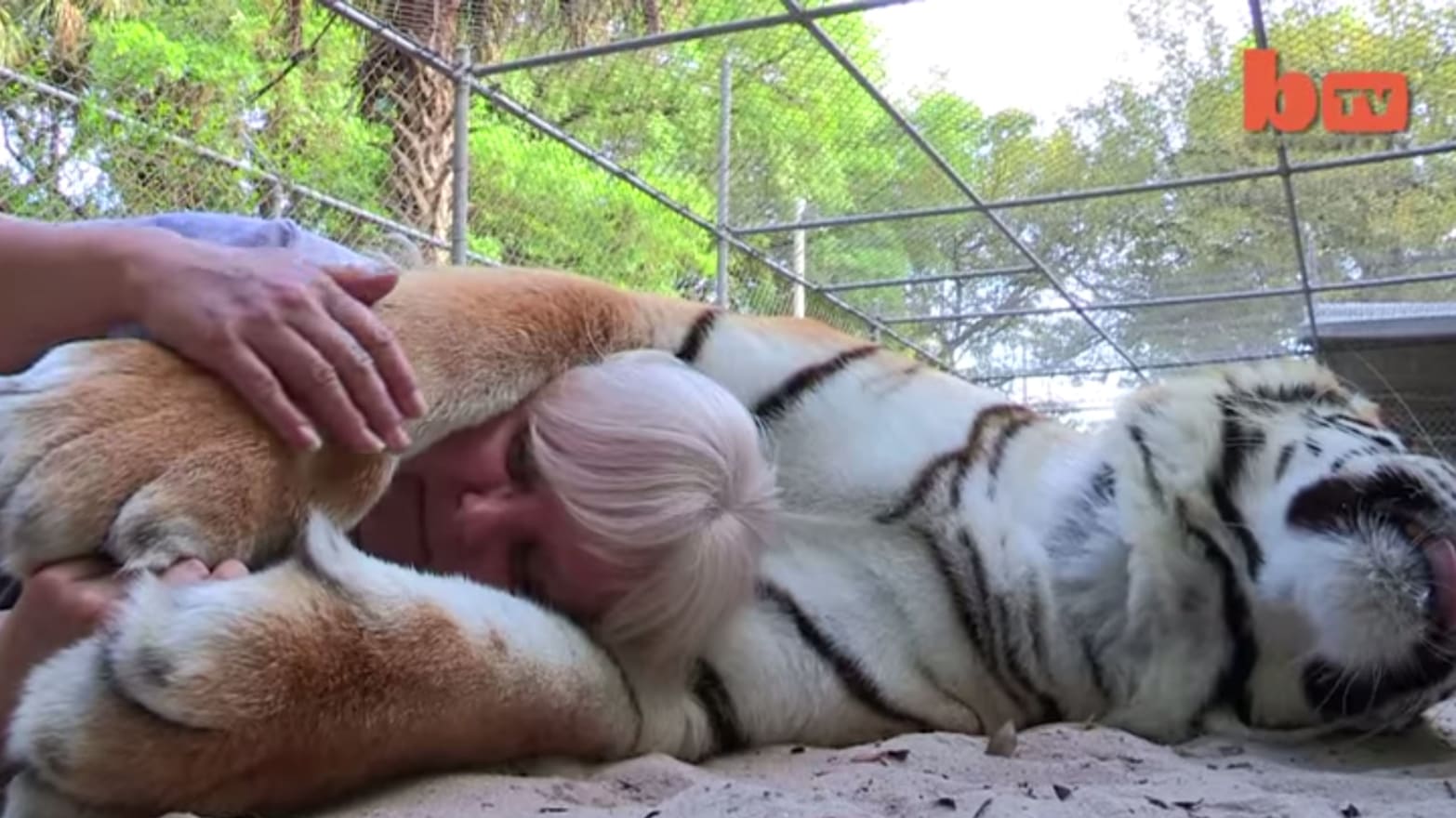 Viral Video of the Day: International Tiger Day