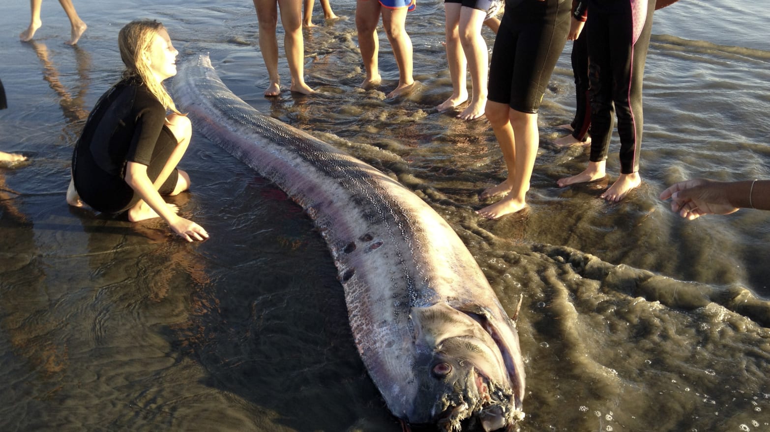 Fishy Mystery: Are Beached Oarfish Trying to Tell Us Something?