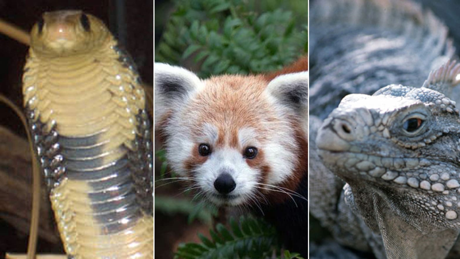 Rusty the Panda, the Egyptian Cobra & More Escaped Zoo Animals