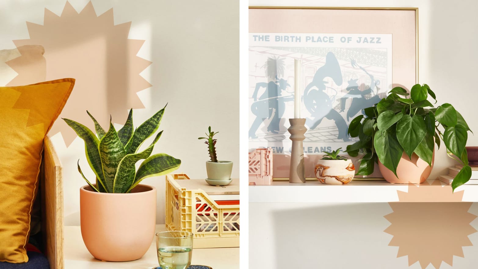The Sill Living Room Duo Plant Set Review