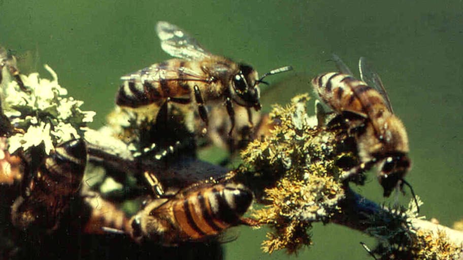 Swarm Of Killer Bees Kill Man