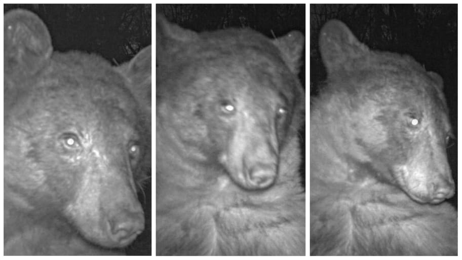 A bear was caught taking 400 selfies on a trail cam in Boulder, Colorado