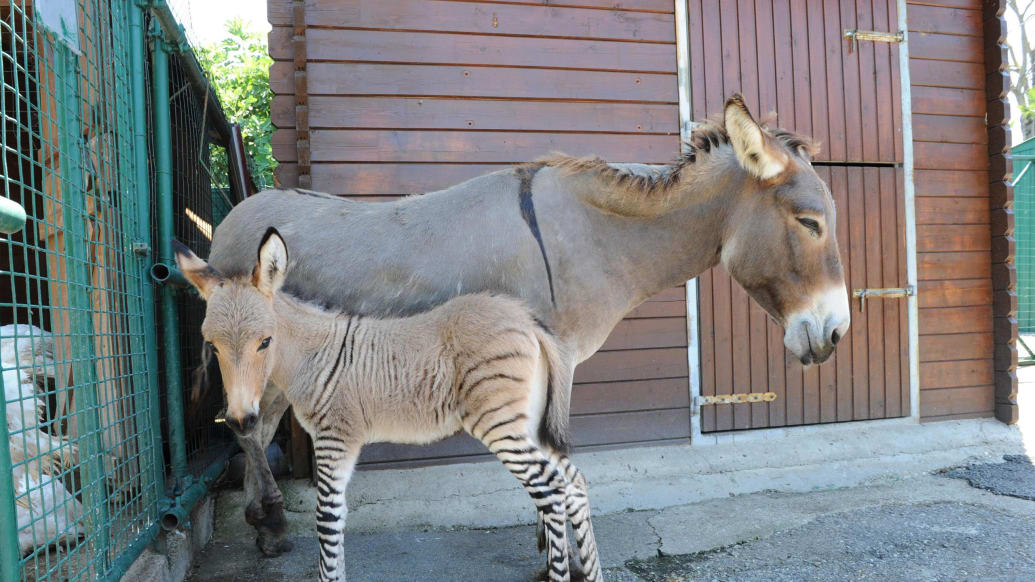 The Zonkey and 9 More Species Hybrid Species (Photos)
