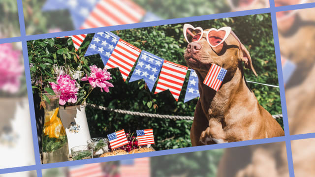 how to keep pets calm during 4th of july 2023