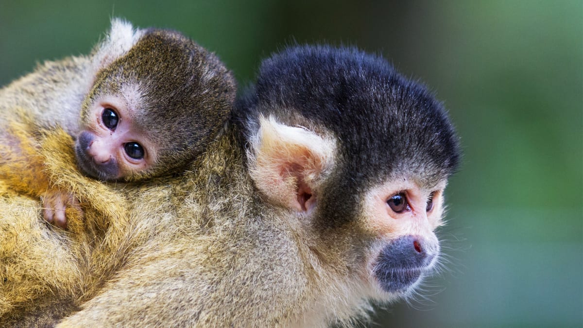 Pharma Business Starved Baby Monkeys To Death Feds Claim