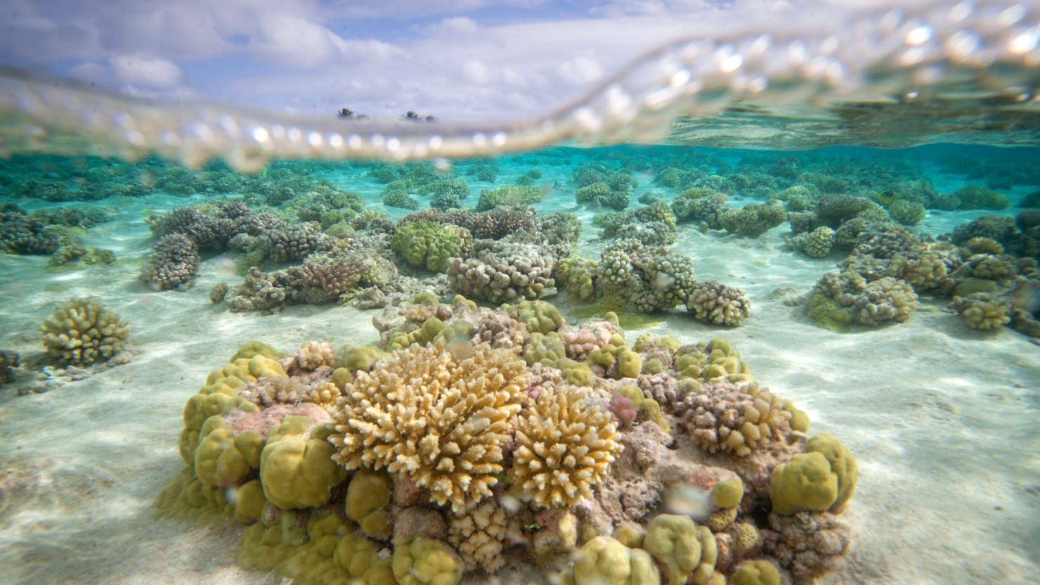 First images of unique Brazilian coral reef at mouth of , Coral