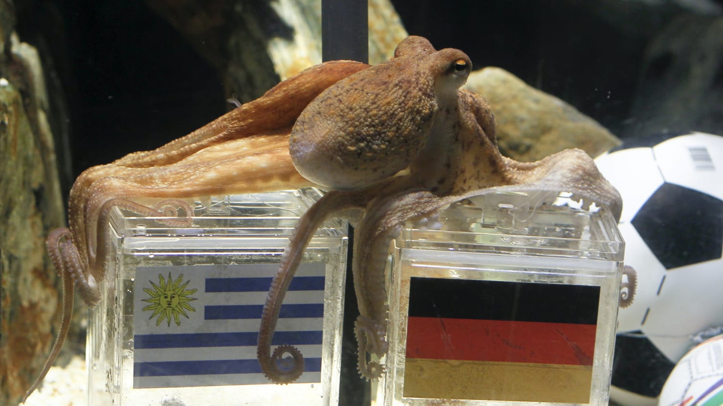 The Amazing Tale of Paul the Psychic Octopus: Germany's World Cup Soothsayer