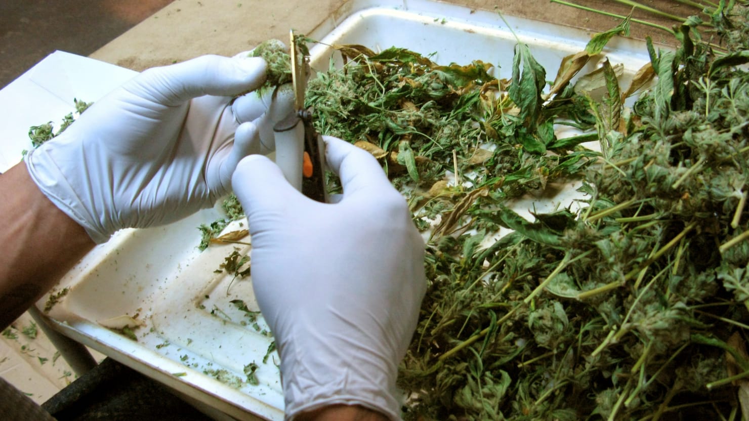 Как делать травку из конопли аритмия марихуана