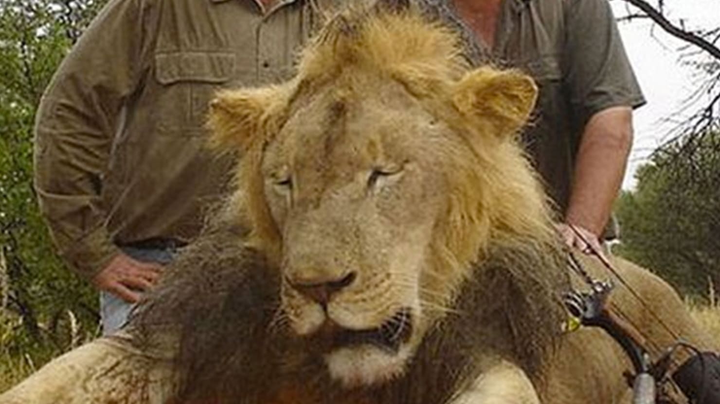 Cecil The Lion Was Lured Out