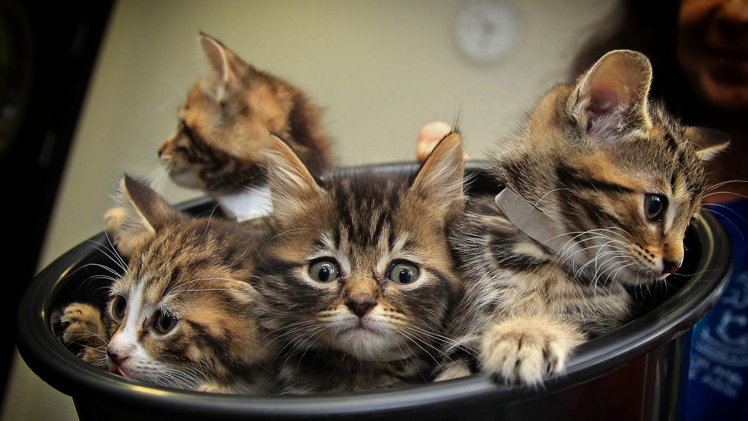 Will the Swiss Quit Cooking their Kittens and Puppies?