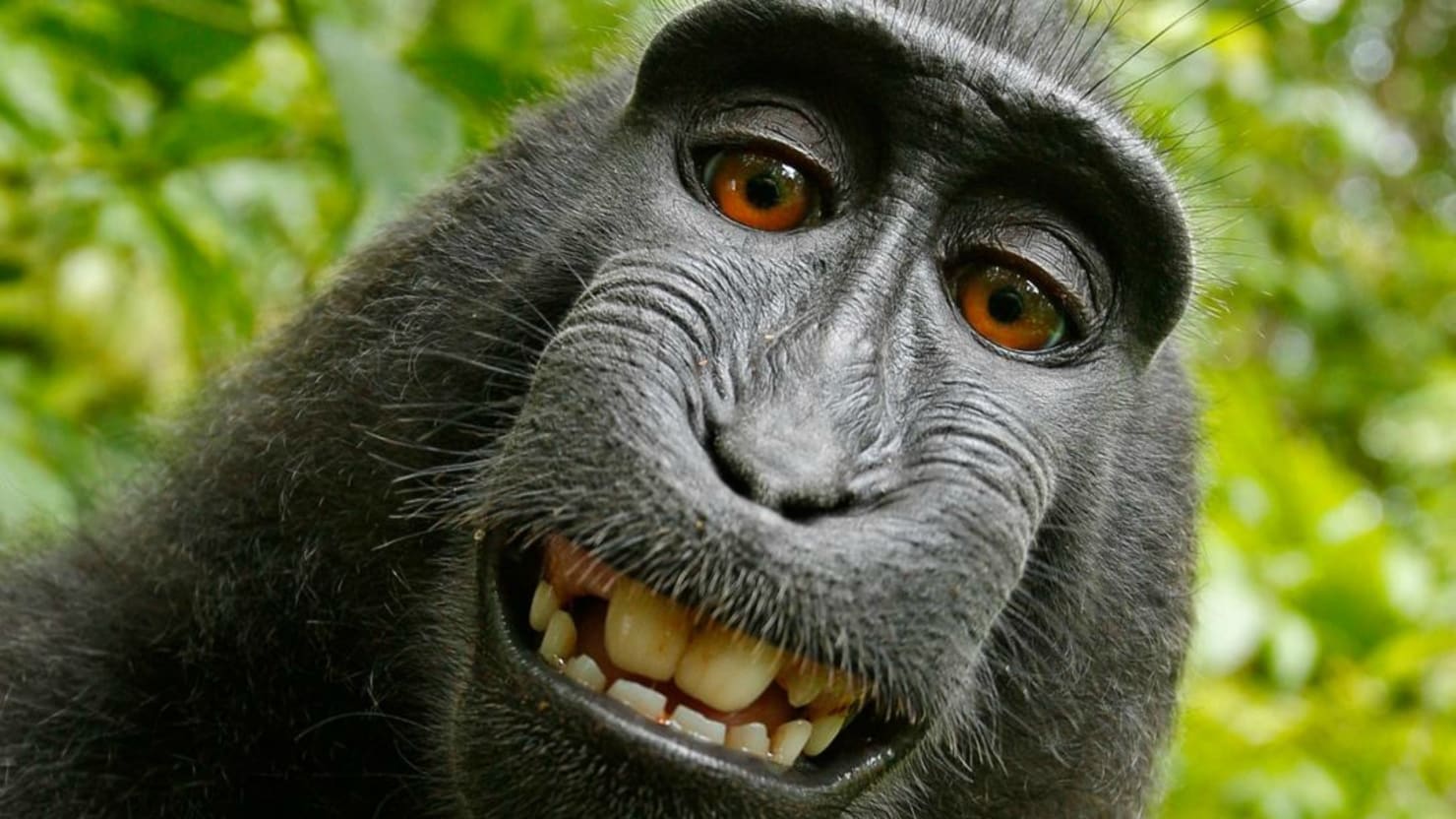 Monkey Selfie Can’t Be Copyrighted.