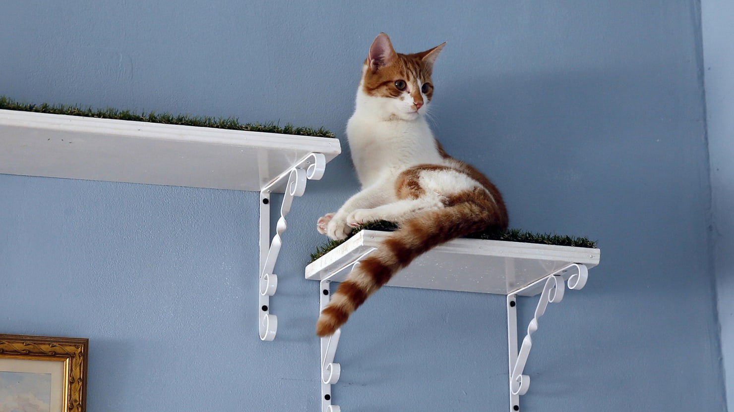  London  Joins Cat  Cafe  Craze Sweeping the Globe