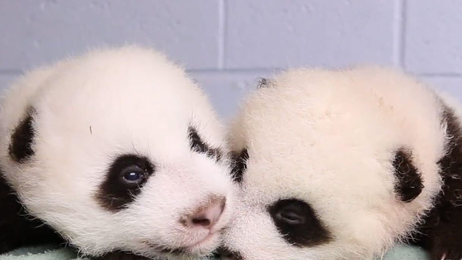 Панда детеныш москва. Панда с детёнышем. Пальцы панды. Мама Панда с детенышем. Детёныш панды в первый день.