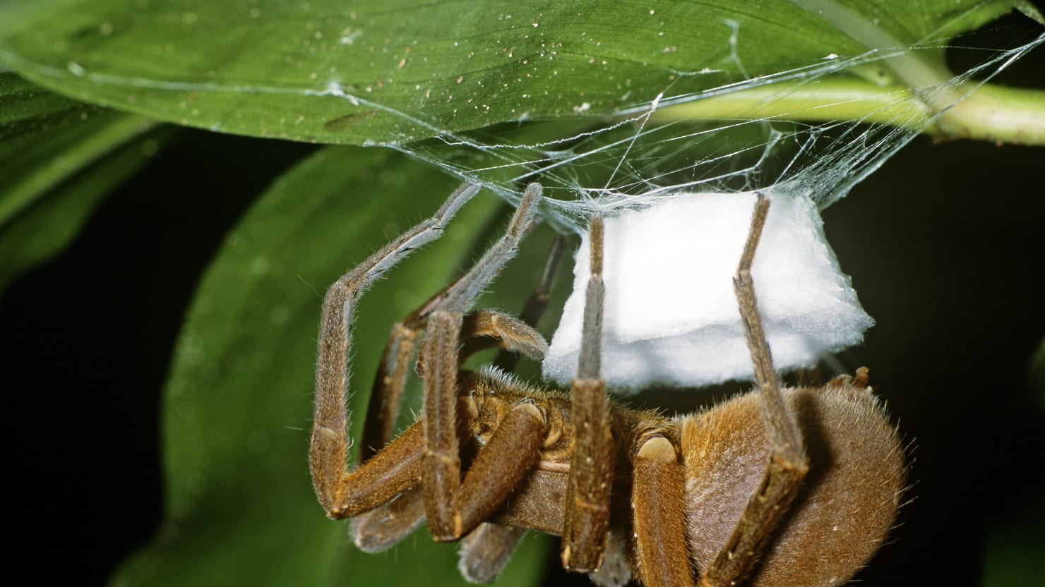 Deadly Spiders Hatch Out of Bananas