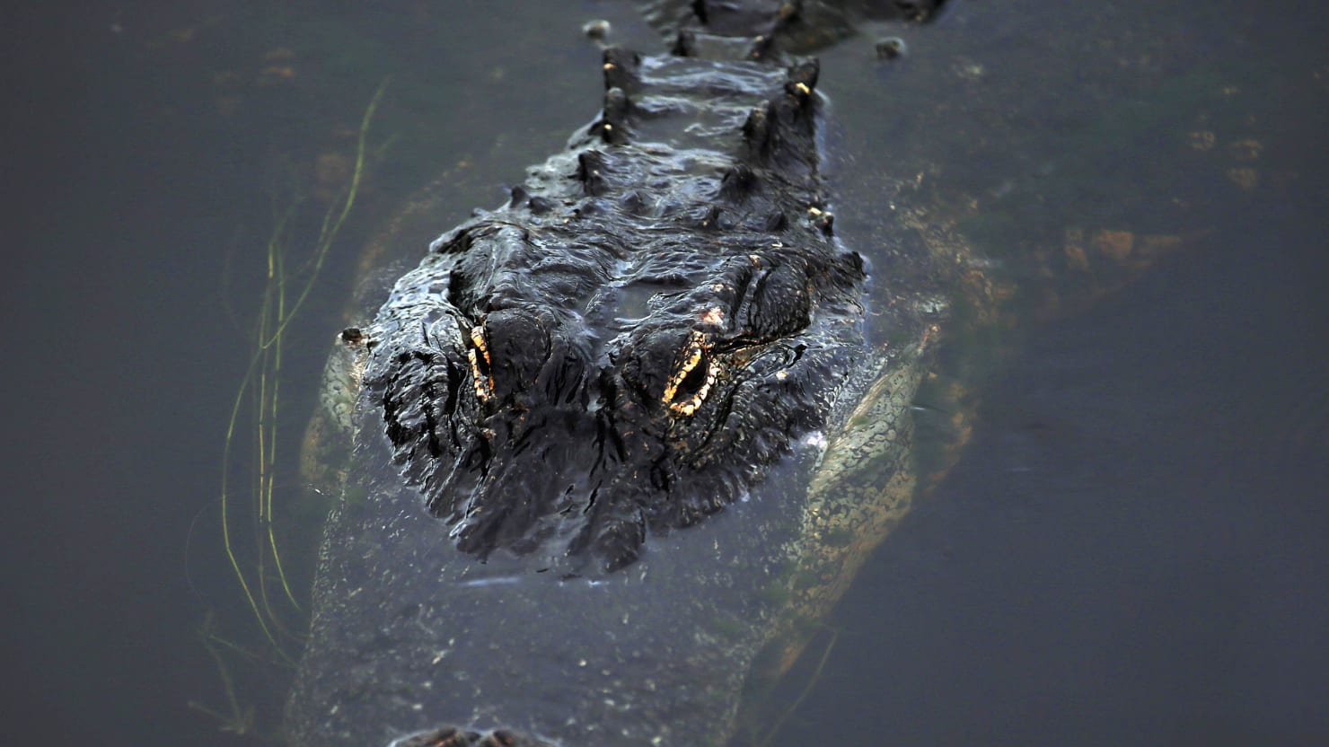 Two Giant Alligators Caught in Mississippi1480 x 832